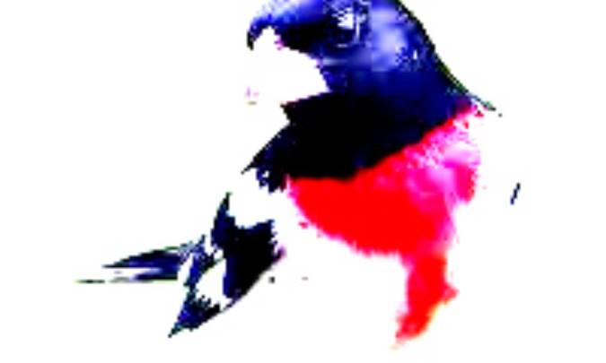 سينه سرخ