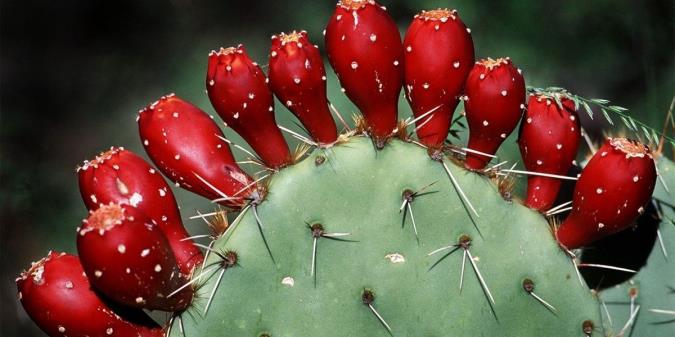 از خواص تا مضرات میوه کاکتوس