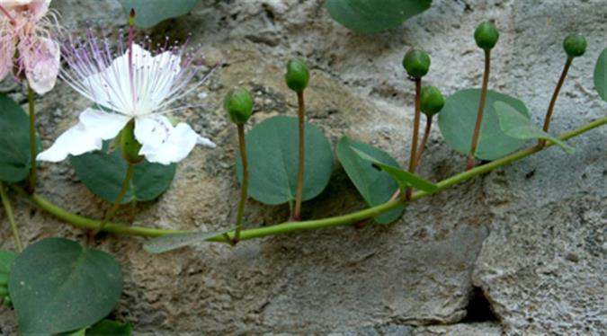 با خواص اعجاب انگیز کبر بیشتر آشنا شوید