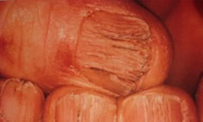 ليکن پلان را چقدر مي‌شناسيد؟