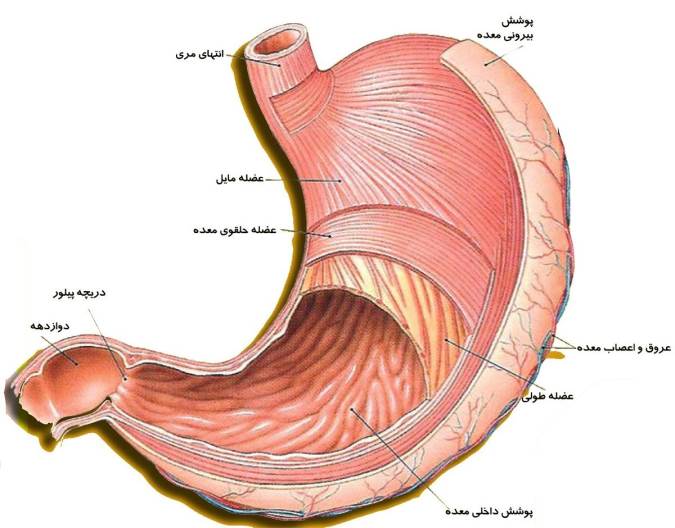 تنگی دریچه پیلور