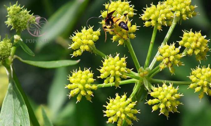 از خواص تا مضرات گیاه انجدان رومی