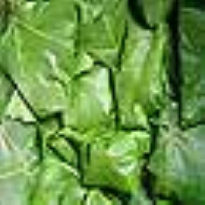دلمه سفيد(رولت برگ مو)