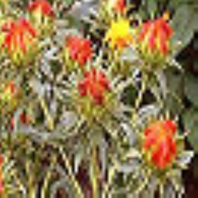 خواص و کاربردگلرنگ