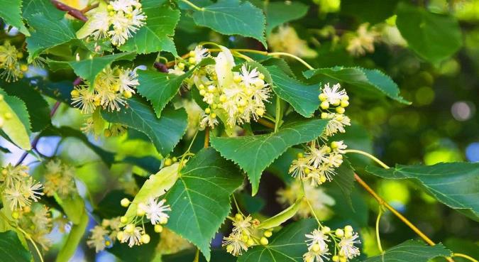 مهم ترین خواص گیاه زیرفون