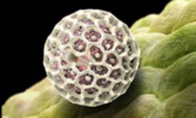 اسرار گرده افشاني گل ها