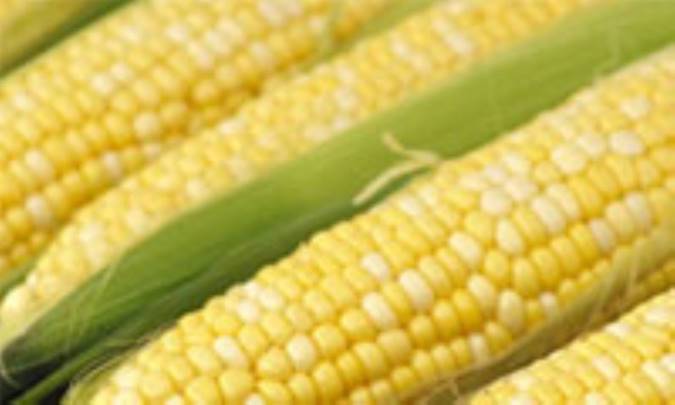 ذرت و اين همه خاصيت!