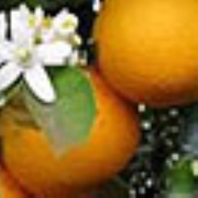 بهارنارنج