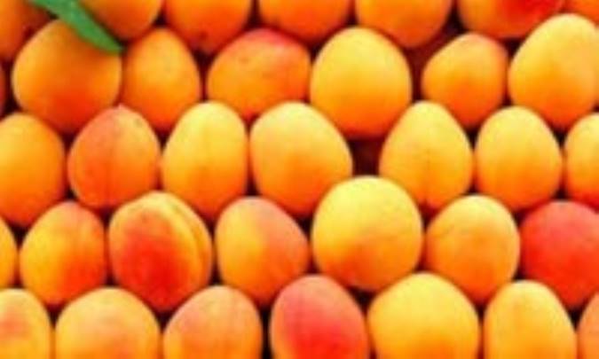 ميوه طلايي تابستان