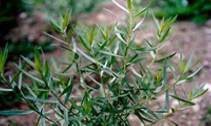 خواص دارويي ترخون