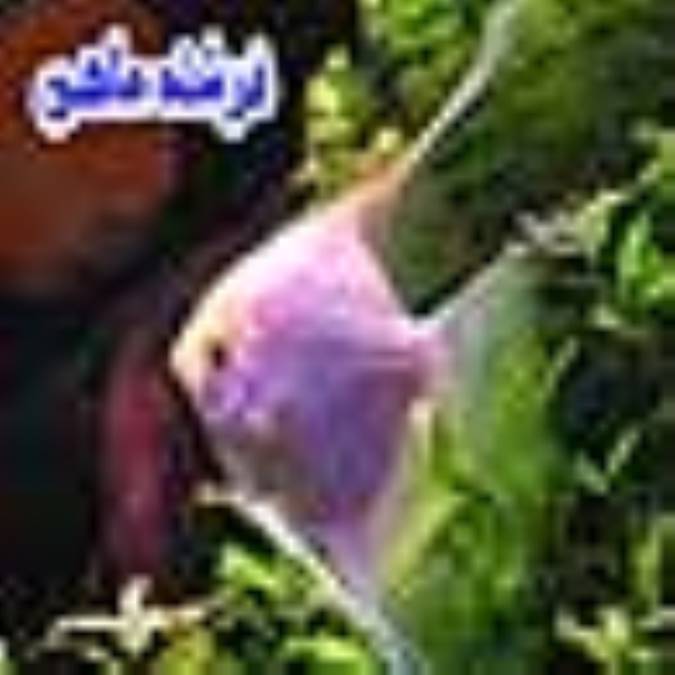 آنجل(فرشته ماهی)