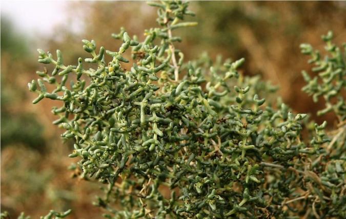 آشنایی با برخی خواص گیاه اشنان