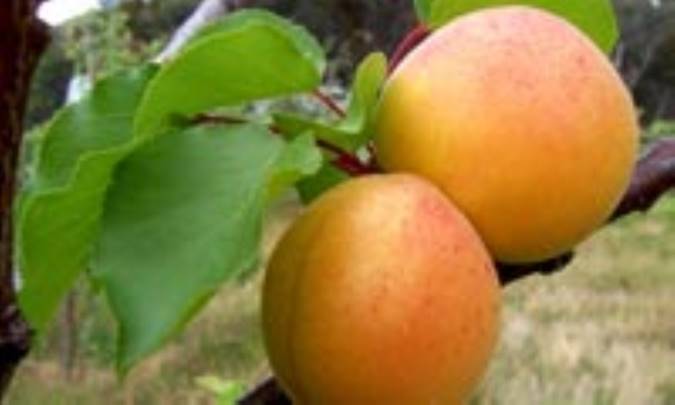 زردآلو طلاي تابستان 