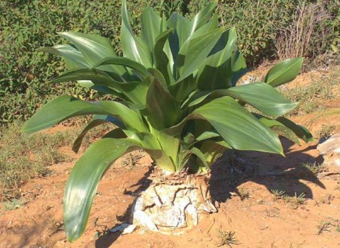 آشنایی با پیاز عنصل ، فواید و مضرات آن