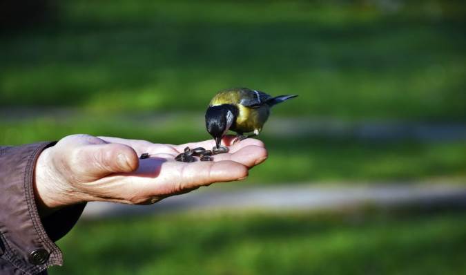 حقوق حیوانات در اسلام در بیانات آیت الله روحانی