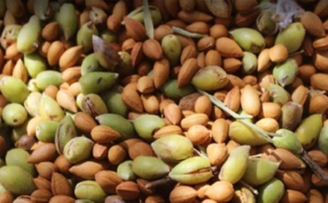 معرفی بادام کوهی و خواص درمانی آن