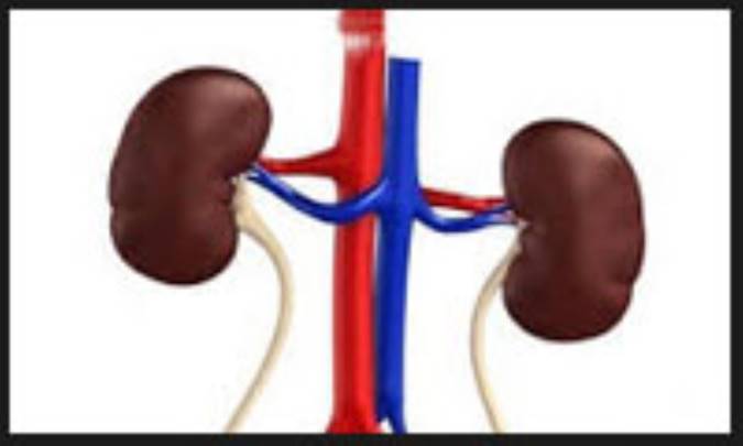 آتروفی کلیه