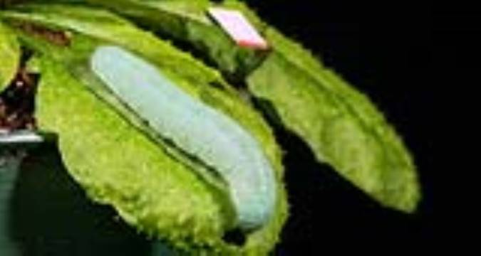 گیاهان می‌توانند خطر را بشنوند