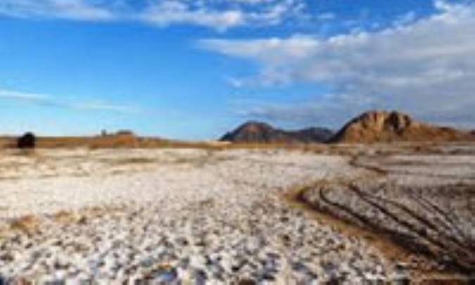 آیا درخت ها می توانند شوره زارهای استرالیا را نجات دهند؟