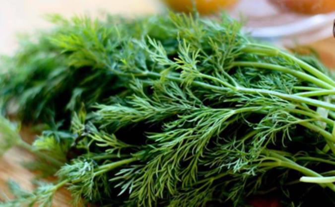 فواید شوید برای سلامتی