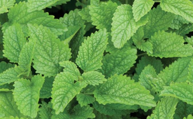 معرفی بادرنجبویه و خواص درمانی آن