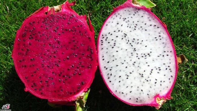 خواص میوه اژدهای قرمز