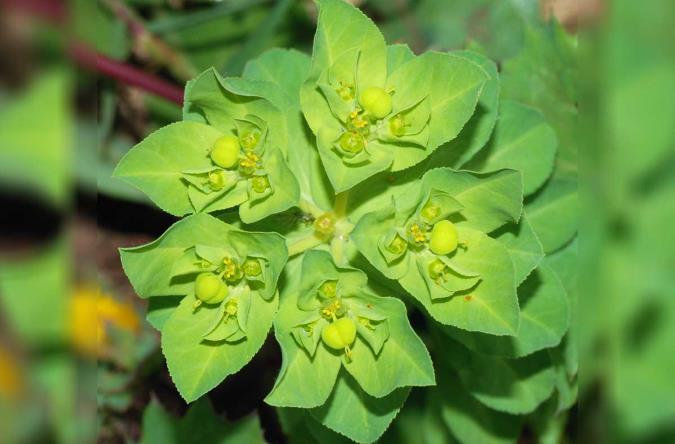 معرفی فَرفیون و خواص درمانی آن