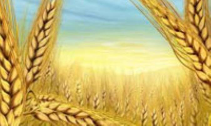 مرغ پا كوتاه و دانه‌ی گندم