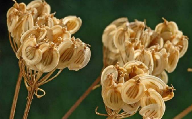 معرفی گلپر و خواص درمانی آن