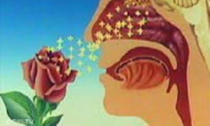 از دست دادن حس بویایی و چشایی