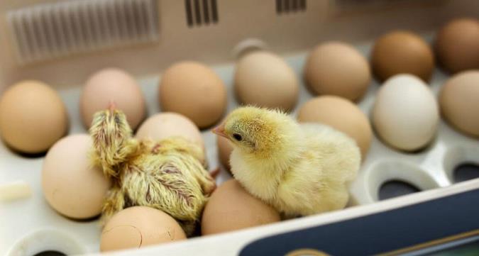 چگونه با دستگاه جوجه کشی کار کنیم و به درآمد برسیم ؟