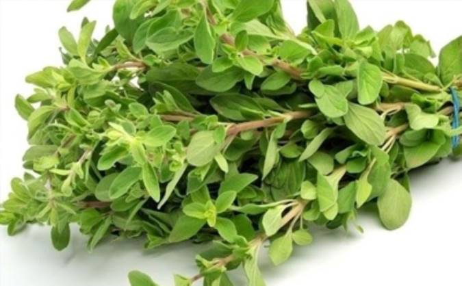 معرفی مرزنجوش و خواص درمانی آن