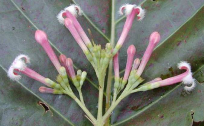 معرفی گنه گنه و خواص درمانی آن