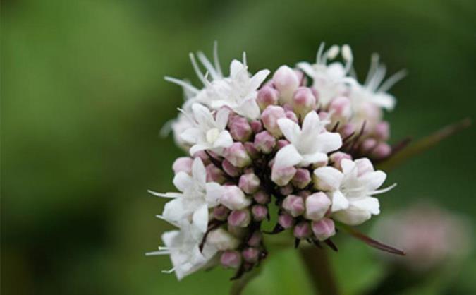 فواید گیاه سنبل الطیب