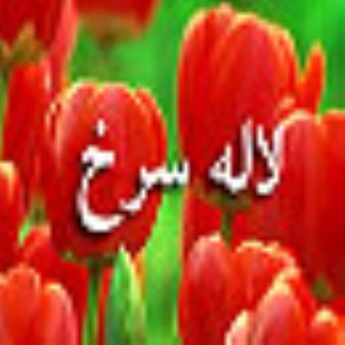 هفته نامه لاله سرخ