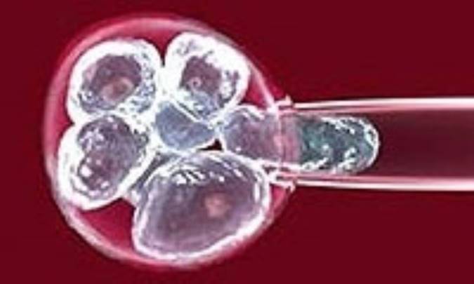 چگونه تکثیر سلولی، حیات را رقم زد