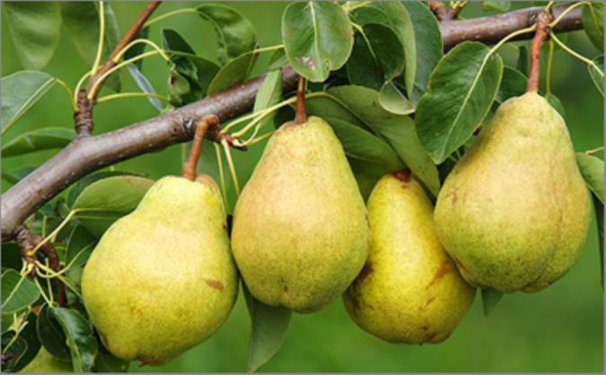 با خواص و مضرات گلابی آشنا شوید؟