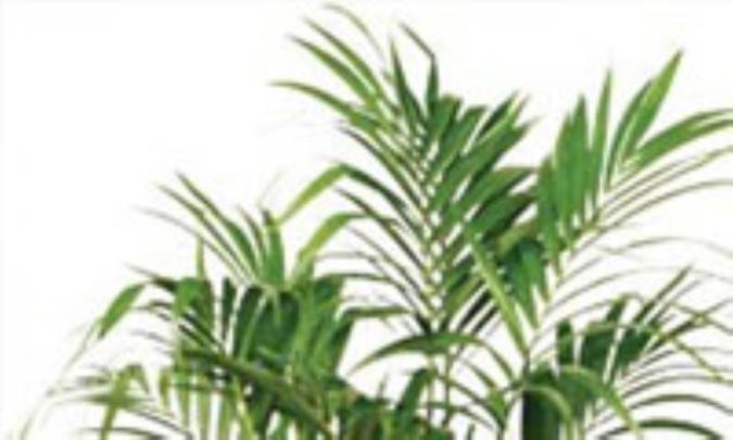 گياه اشراف! 