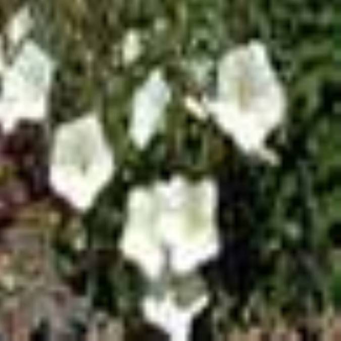پيچك صحرايي (Convolvulus arvensis)