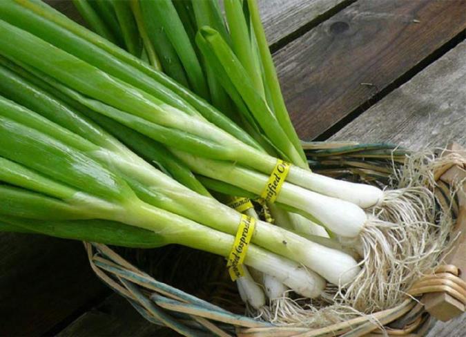 آشنایی با پیاز کوهی و خواص آن