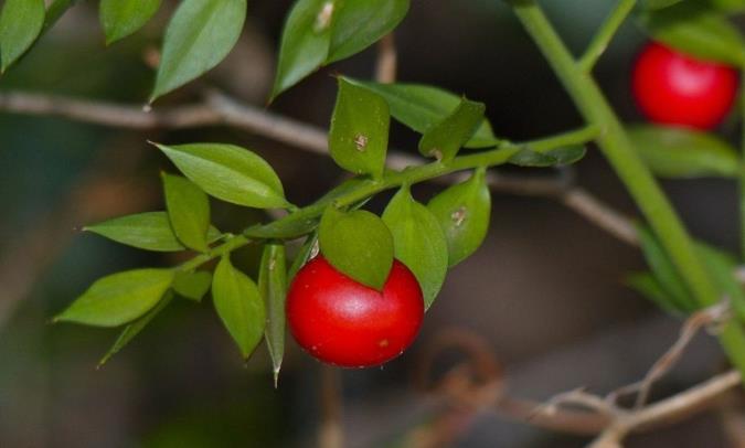 کوله خاس چیست و چه خواصی دارد؟