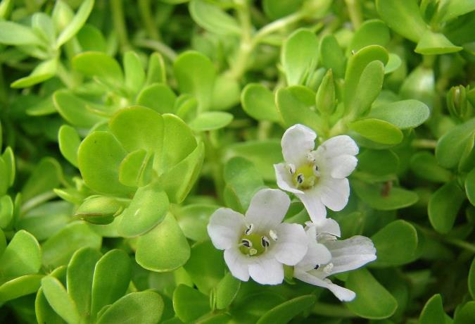 خواص و موارد منع مصرف روغن براهمی