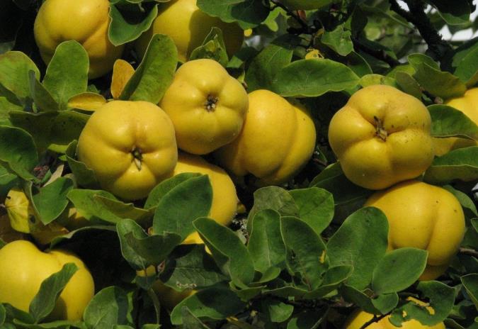 خواص میوه به چیست؟