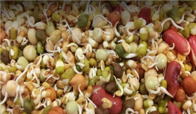 انواع جوانه ها و خواصشان