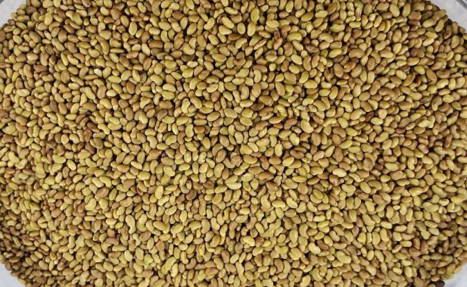 معرفی تخم یونجه و خواص درمانی آن