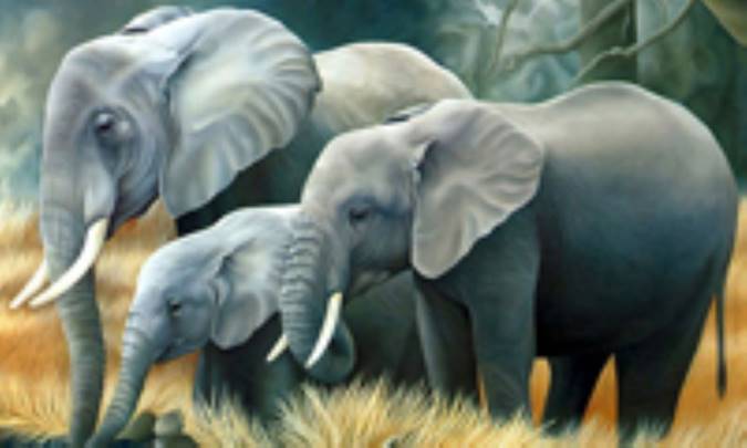 آنانانا و فيل