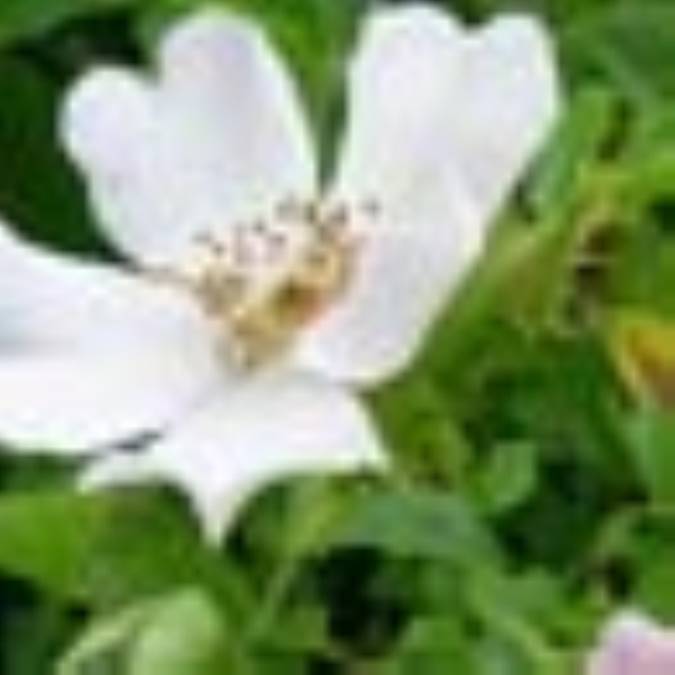نسخه های تک دارویی مدر (2) 