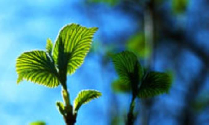 دوستی، گوهر کمیاب