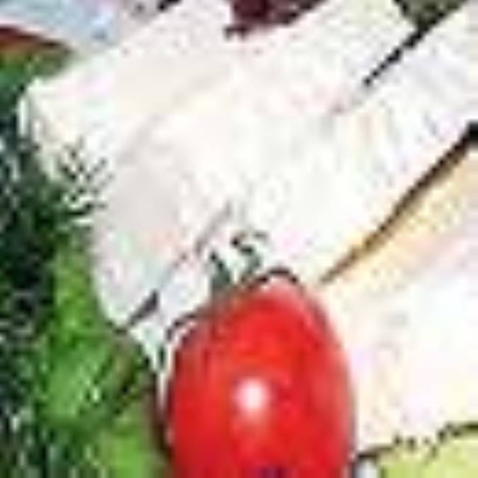 چرا بايد پنير بخوريم؟ 