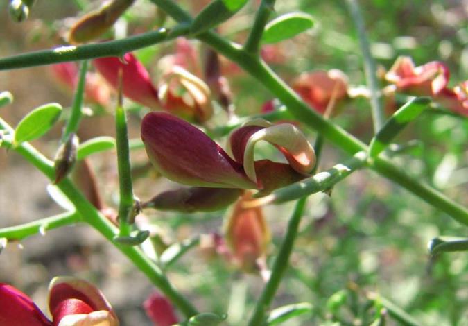 فواید درمانی خار شتر